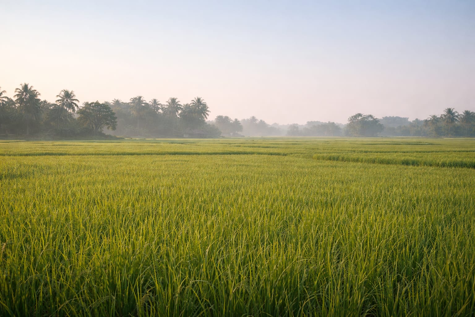 Green agricultural landscape